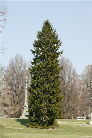 Oriental Spruce tree